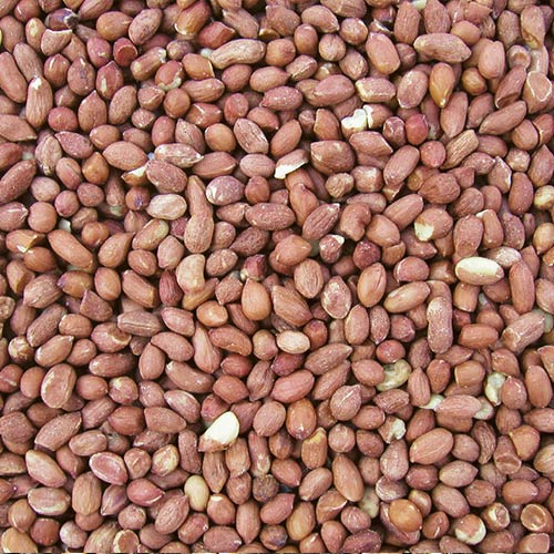 Cole's Wild Bird Products Raw Peanuts Bird Food